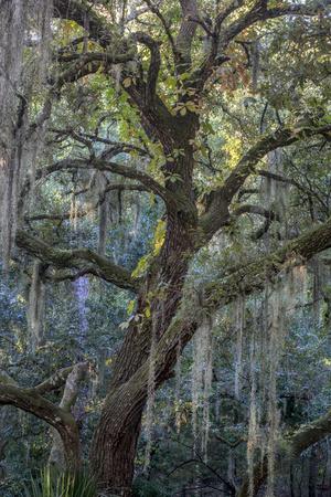 A1 Old Tree Forest Nature Oak Poster 60X90cm180gsm Print #2868
